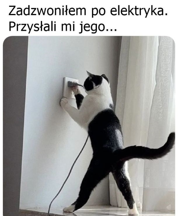 Śmieszny kot udaje elektryka